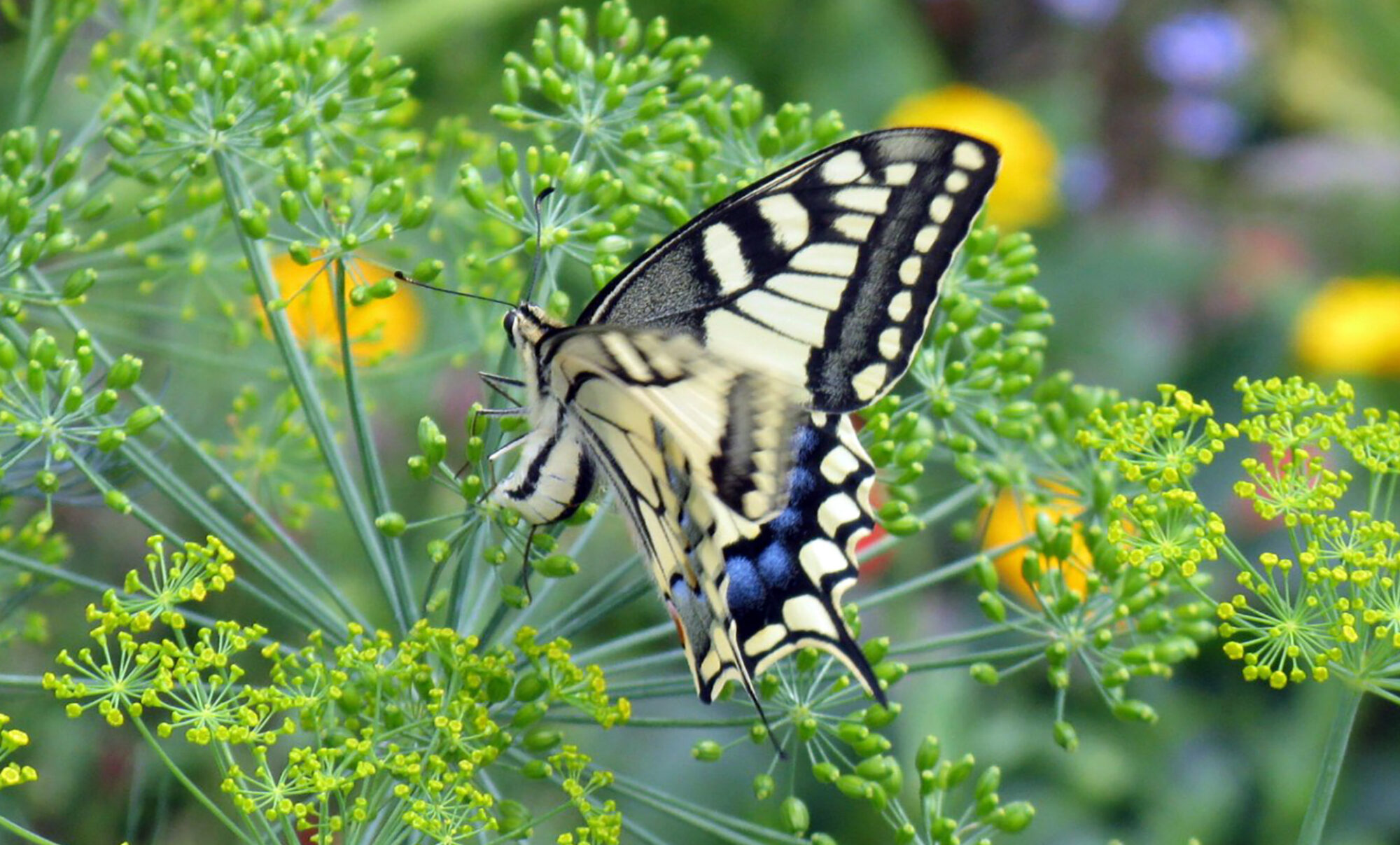 Papilio machaon Weibchen